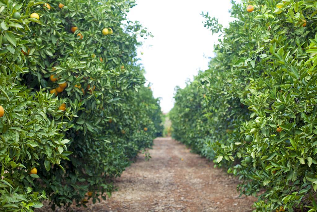 فيلا Quinta Dos I'S - Algarve ألغوز المظهر الخارجي الصورة